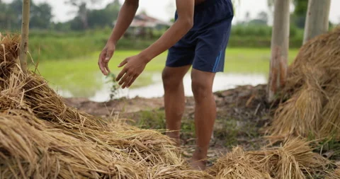 Young farmer without shirt pick up the Bales of straw are being arranged Stock Footage 202055259
