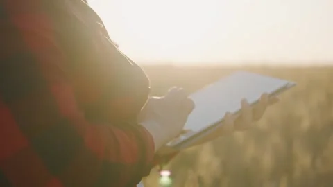 Young farmer woman working with tablet in wheat field at sunset. Stock Footage 252138540