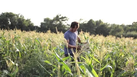 Young farmer with wooden box in hand harvesting ripe corn cobs on the field. Stock Footage
