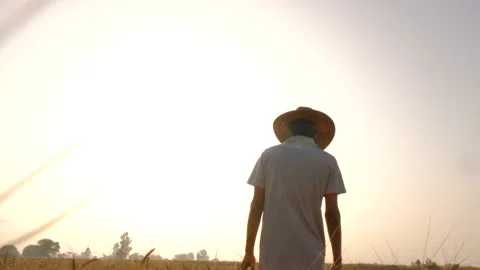 Young Farmer working and walking in wheat field Stock Footage 195414014