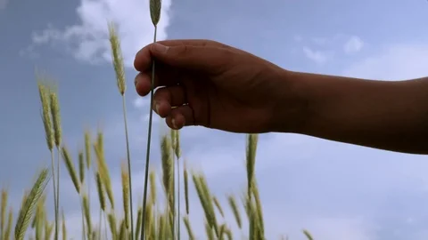 Young farmers hand checking the quality of the barley seeds Stock Footage 110774314