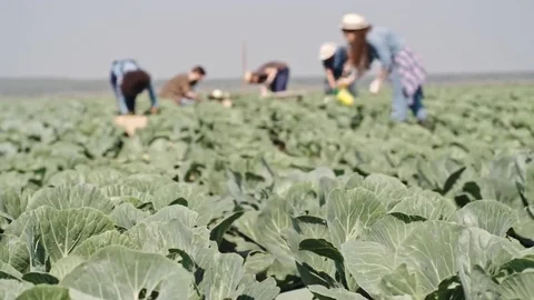 Young Farmers Working in Rows of Cabbages Stock Footage