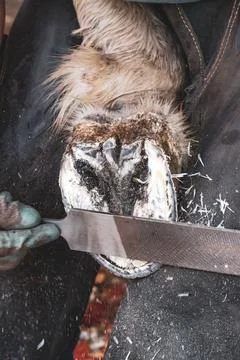 A young farrier using a rasp to shape and smooth a horse’s hooves. Foto stock
