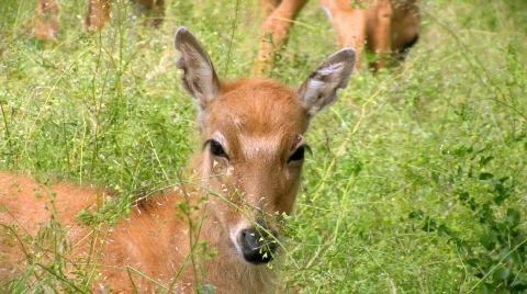 Young Father David's deer Video stock 449552