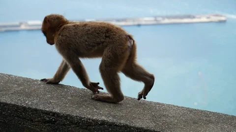 Young fearless monkey exploring Gibraltar Stock Footage 104698520