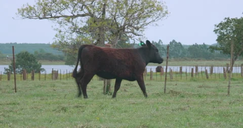 Young female Angus Vídeo Stock 140475469