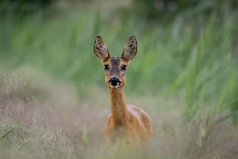 Young female deer on the edge of the field between grasses Stock Photos