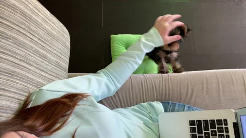 Young female e-learning headphones laptop pet hanging around Stock Footage 144889538