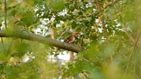 Young female eastern towhee developing its first plumage Stock Footage 91901051