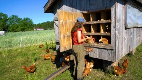 A young female farmer collecting eggs from a chicken coop Stock Footage