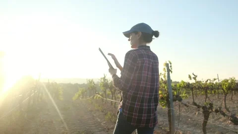 Young female farmer uses a tablet in a scenic vineyard Stock Footage 252837132