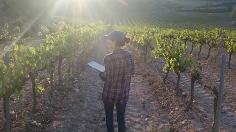 Young female farmer uses a tablet in a scenic vineyard Stock Footage 252837160
