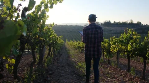 Young female farmer uses a tablet in a scenic vineyard Stock Footage 252837238