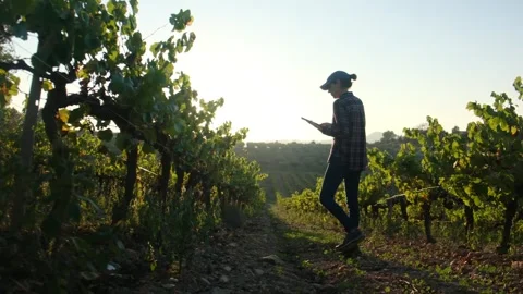 Young female farmer uses a tablet in a scenic vineyard Stock Footage 252837255