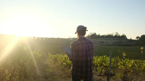 Young female farmer uses a tablet in a scenic vineyard Stock Footage 252837343