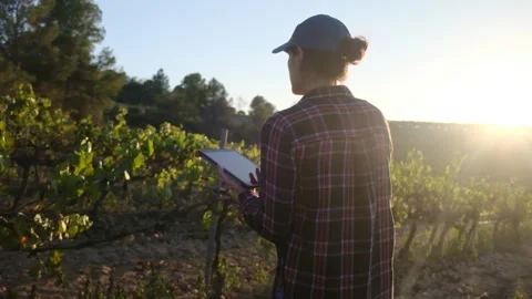 Young female farmer uses a tablet in a scenic vineyard Stock Footage 252837365