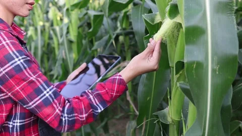 Young female farmer using tablet in corn field, smart farmer, Video 4k slow.. Vídeo Stock 336935331