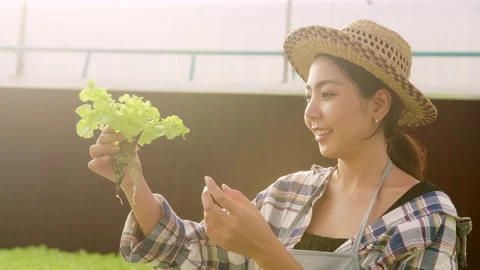 Young female farmer working in hydroponic greenhouse farm Stockbeeldmateriaal 164464261
