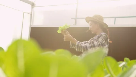 Young female farmer working in hydroponic greenhouse farm Stockbeeldmateriaal 164464461