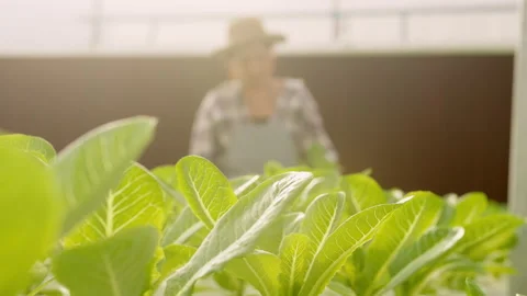 Young female farmer working in hydroponic greenhouse farm Vídeos de archivo 164464633