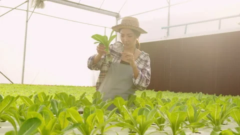 Young female farmer working in hydroponic greenhouse farm Vídeos de archivo 164464898