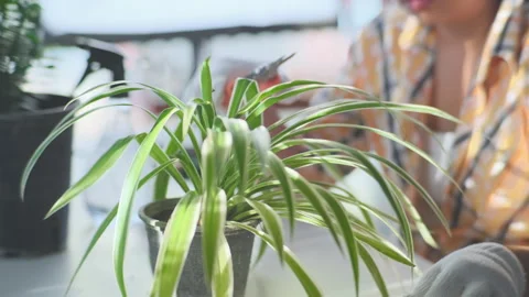 Young female gardener using pruner to trim house plants.  Stock Footage 242012035