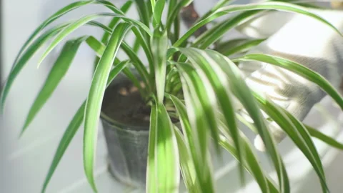Young female gardener using pruner to trim house plants.  Stock Footage 242012084