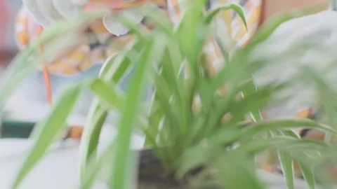 Young female gardener using pruner to trim house plants.  Stock Footage 242012515