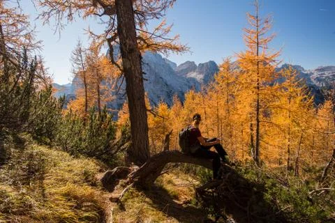 Young female hiker is sitting on the tree in the forest among the autumn colors Stock Photos