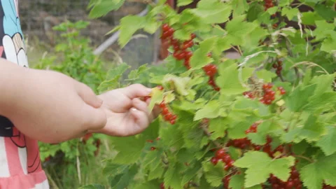 Young female kid picking red currant fruit berries from a bush Stock Footage 211876331