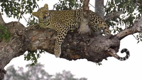 Young Female Leopard in a Tree Stock Footage 146581518