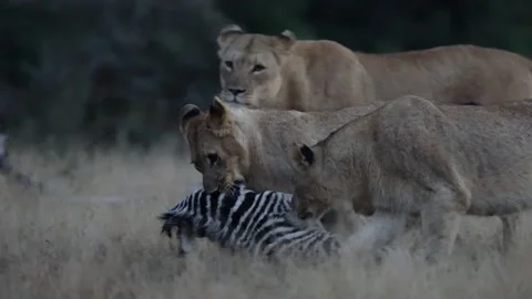 A young female lion cub dragging a zebra foal carcass Stock Footage 336486261