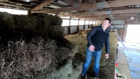 Young Female Pulling Block Of Hay On A Stack And Throwing It On Ground Vídeos de archivo 149950998