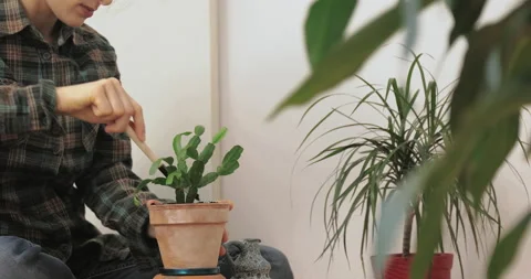 Young female using tool to planting planting flowers in terra cotta pots. Stock Footage 147707990