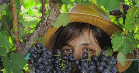 Young female in vineyard. Stock Footage 138920114