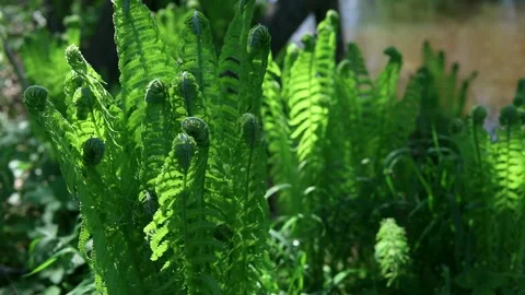 Young fern in the forest, close-up Stock Footage 154689795