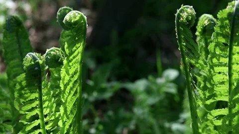 Young fern in the forest, close-up Stock Footage 154689924