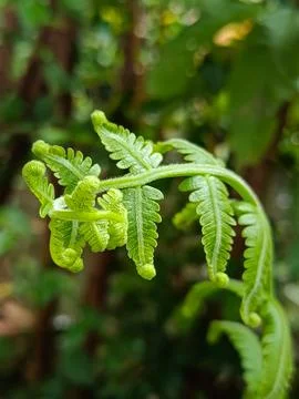 Young Fern Leaf Close Up Macro Stock Photos