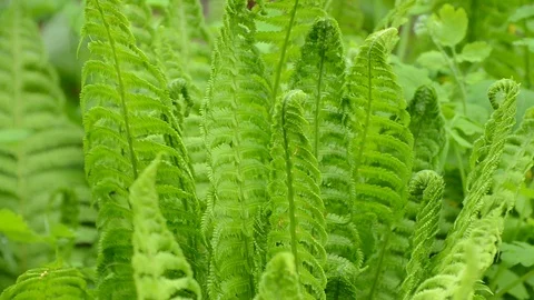 Young fern leaves in garden. Stock Footage 107581332