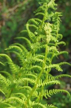 Young fern.  Stock Photos