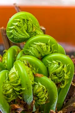 Young fern unrolling Stock Photos