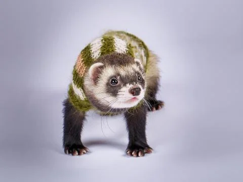 Young ferret dressed Stock Photos