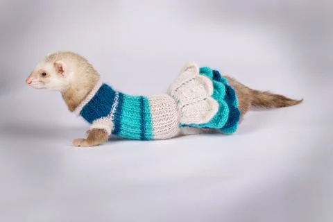 Young ferret dressed Stock Photos