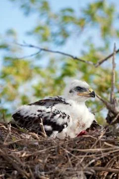 Young ferruginous hawk chick Stock Photos