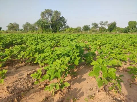 Young field of Cluster Beans crop, Cluster Beans plants close up view Stock Photos