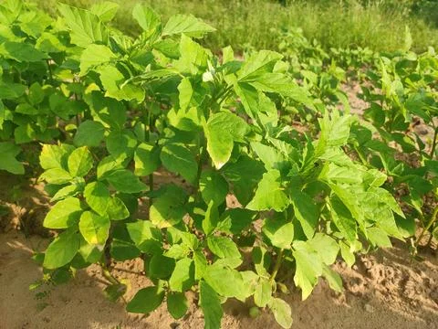 Young field of Cluster Beans crop, Cluster Beans plants close up view Stock Photos