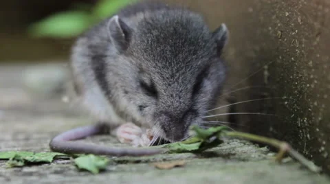 Young Field Mouse Feeds And Grooms Stock Footage 56623547