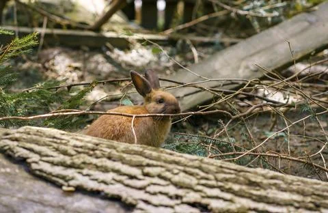 A young field rabbit sits on a fallen tree and looks out among the branches Foto stock