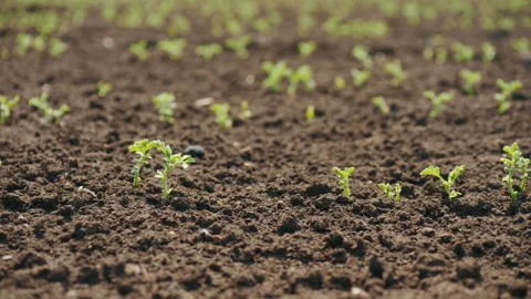 Young field of sprouts of chickpea close-up Stock Footage 153981745