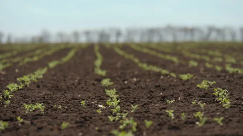 Young field of sprouts of chickpea  Stock Footage 292108121